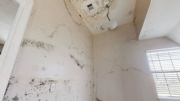 Mold Remediation for Vacation Homes in Boonville, MO