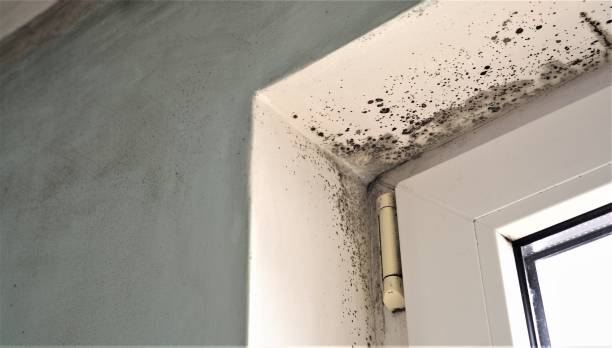 Trusted Boonville, MO Mold Removal Experts