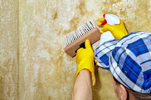 Forensic Mold Investigation in Boonville, MO